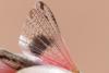 Acrotylus sp.